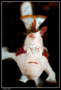 10 mm small frogfish with +2 convertor lens, 60mm macro l... by Dray Van Beeck 